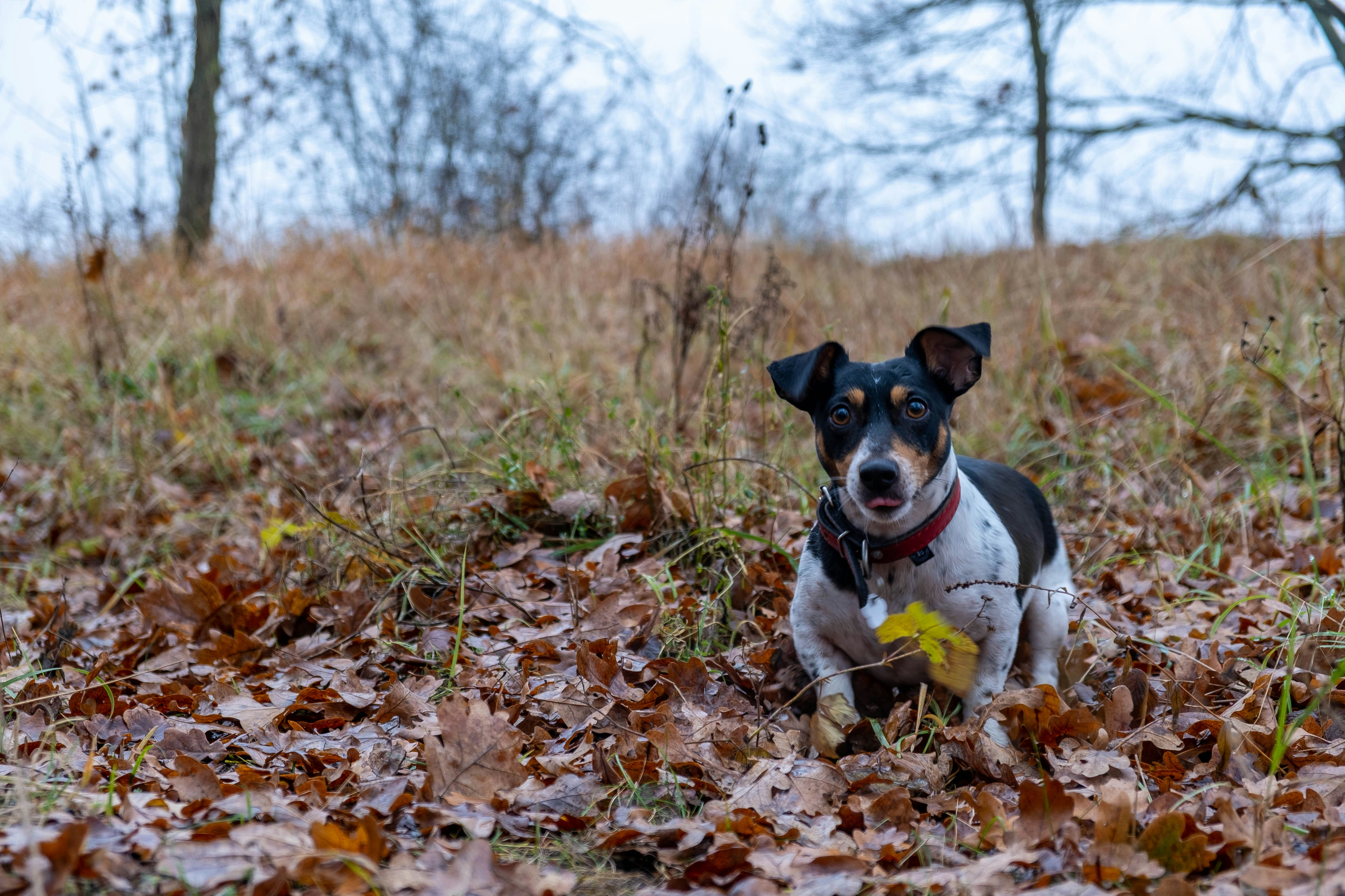 RSPCA Millbrook Animal Centre