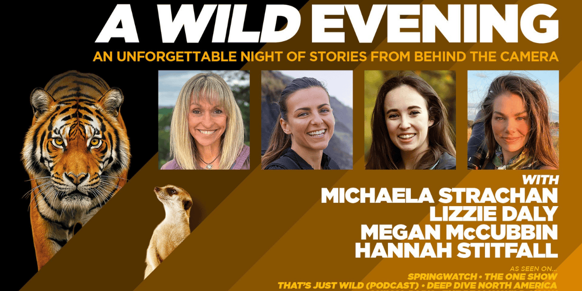 A Wild Evening