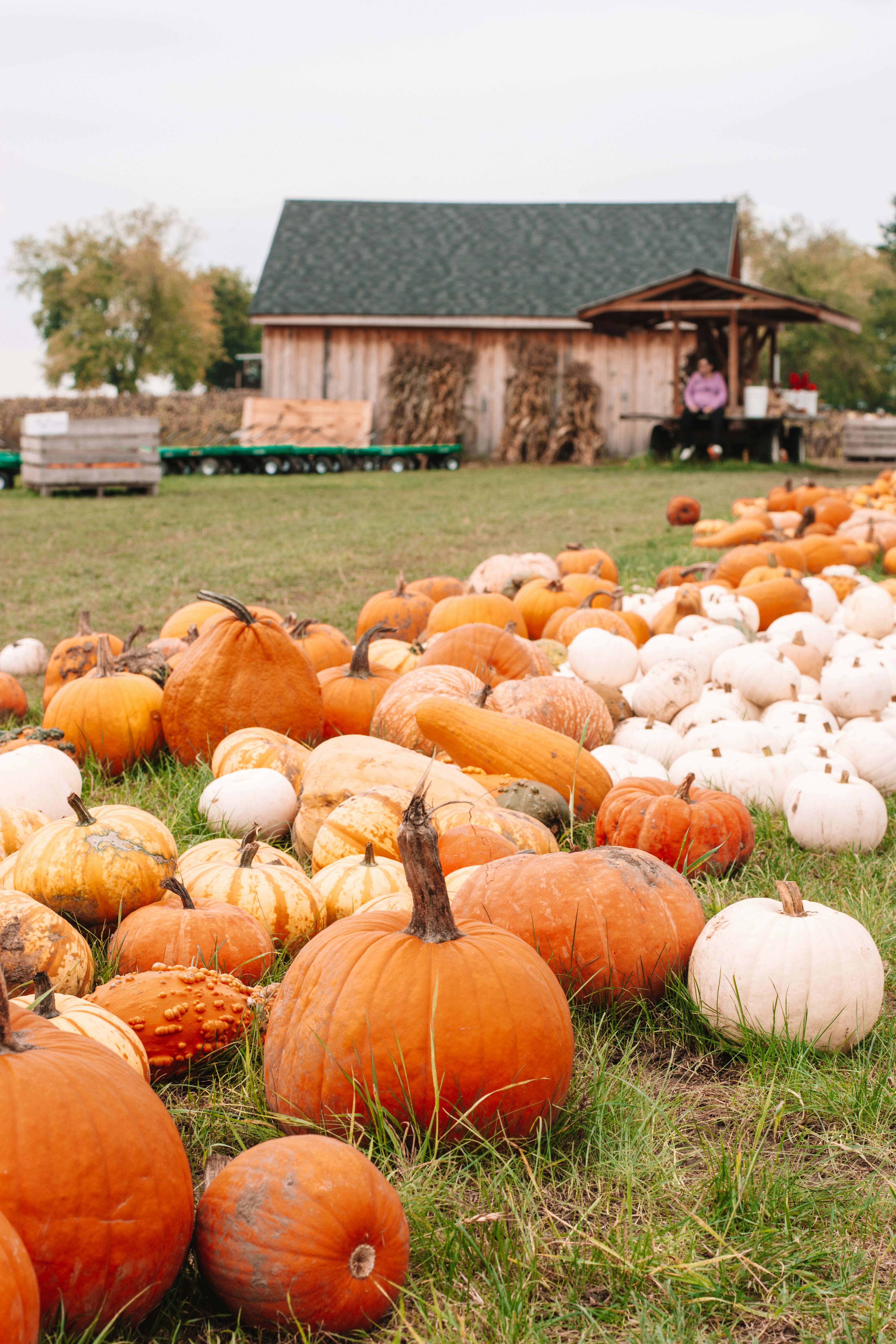 Willows Activity Farm