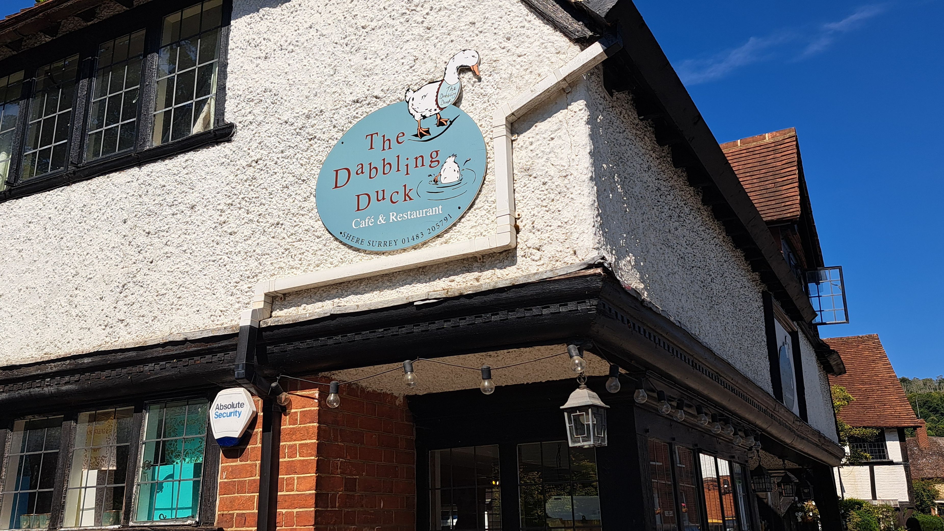 The Dabbling Duck