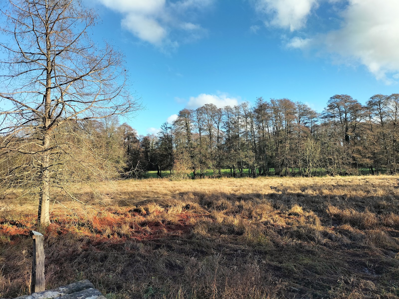 Shalford Park