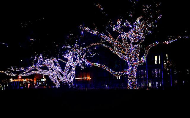 Illuminate Guildford Winter Light Trail