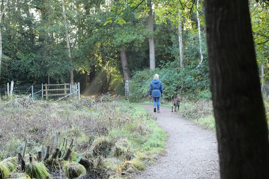 Polesden Dog Walking Group