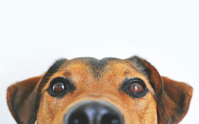 Christmas Pet Photoshoot