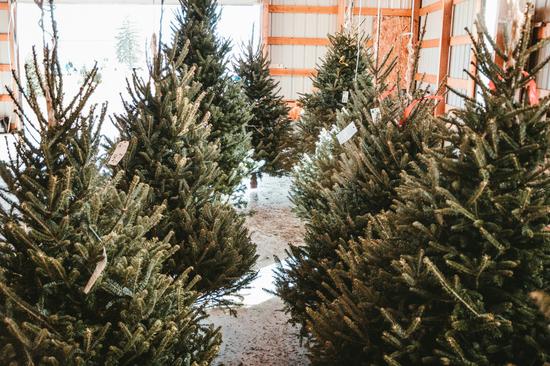 Christmas Trees at Ramster