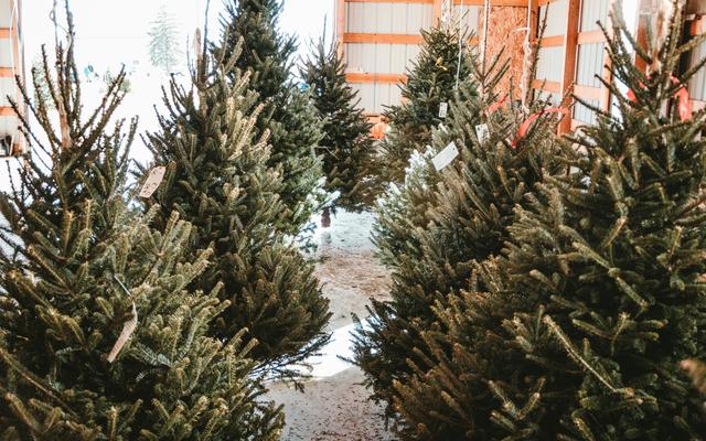 Christmas Trees at Ramster