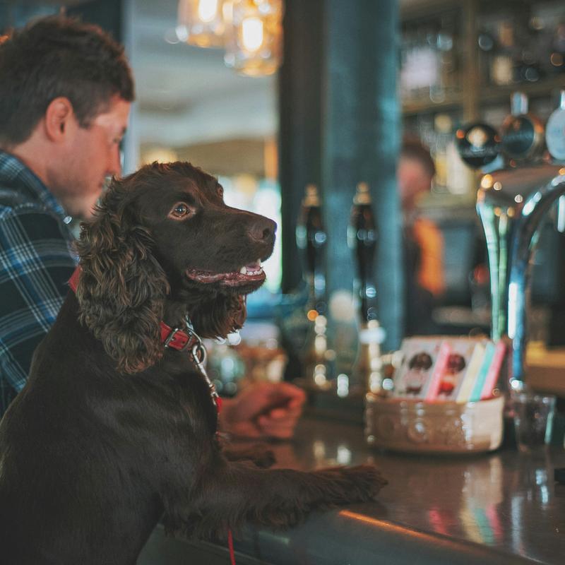 Dog Friendly