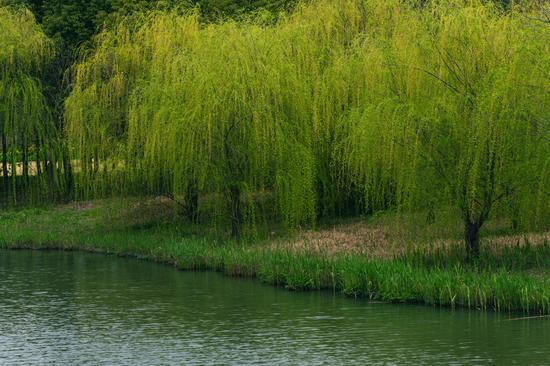 The Wind in the Willows