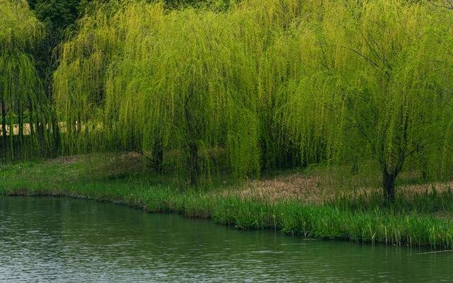The Wind in the Willows