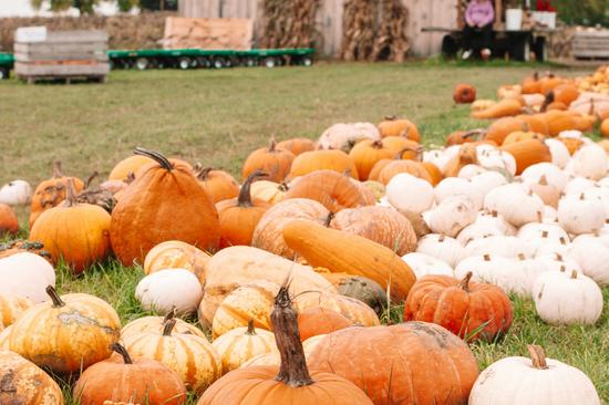 Pumpkin Festival at Willows Activity Farm