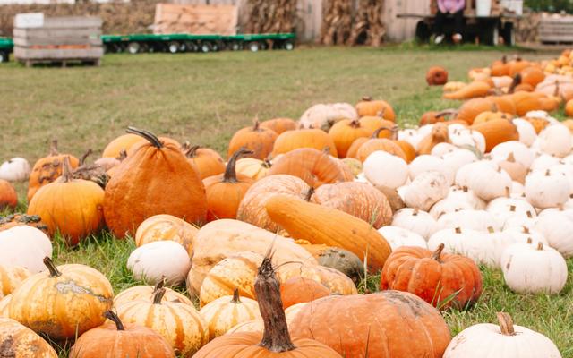 Willows Activity Farm