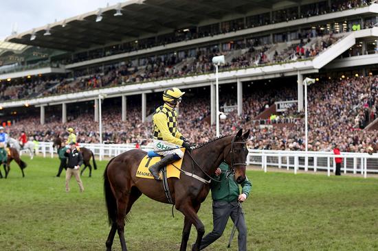 The William Hill Showcase at Cheltenham Racecourse