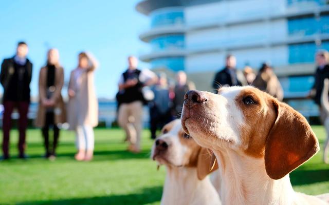 The November Meeting: Countryside Day