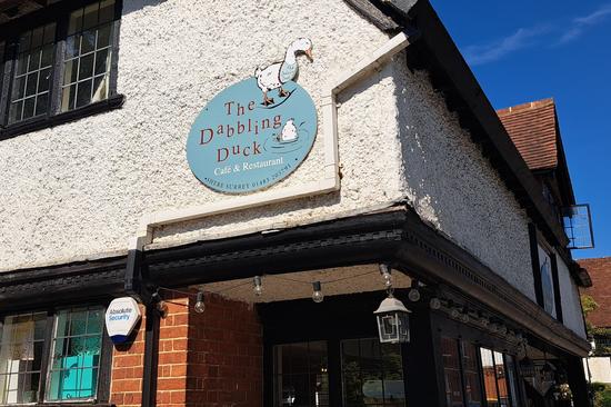 The Dabbling Duck