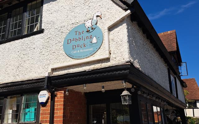 The Dabbling Duck